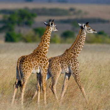 Two Baby Giraffe Savanna 350x350